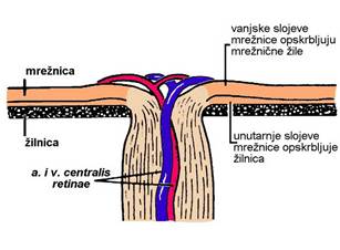 Description: Vaskularizacija_mreznice_JPG